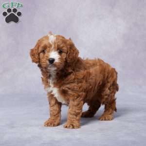 Holly, Cavapoo Puppy